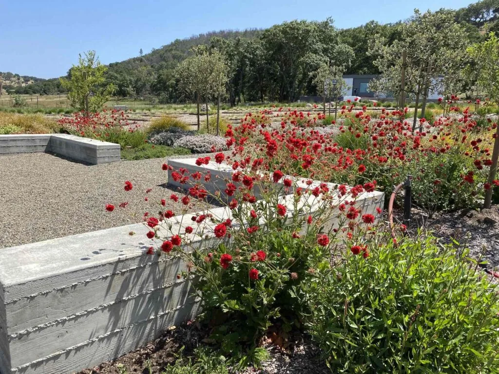 red pollinator plants surrounding fountain